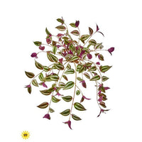 Uv Nat Tch Hanging Tradescantia X17, 31
