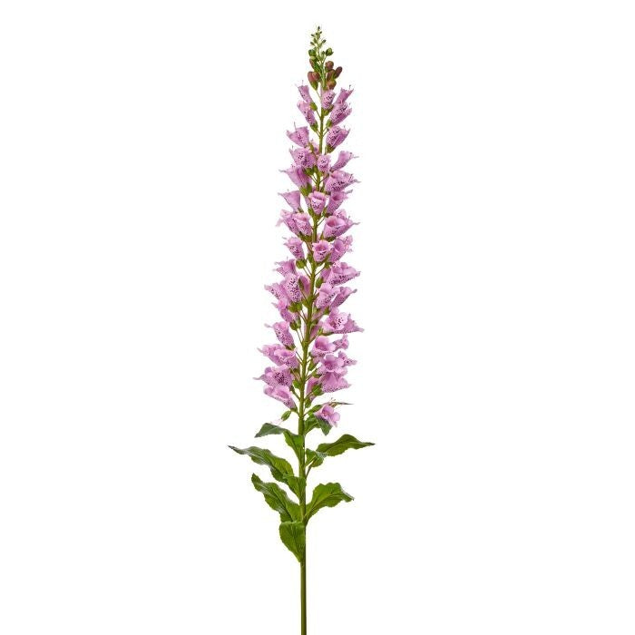 Grand Foxglove 65"