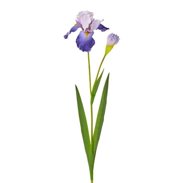 Bearded Iris + Bud 37"