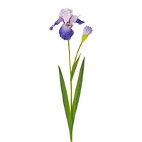 Bearded Iris + Bud 37