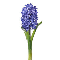 Hyacinth Stem W Leaves 13