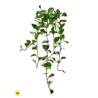 Uv Pe Nat Tch Peperomia X11 39