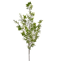 Pl.Variagated Boxwood Branch 48