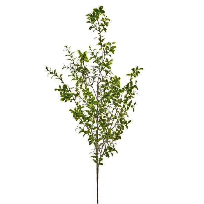 Pl.Variagated Boxwood Branch 48"