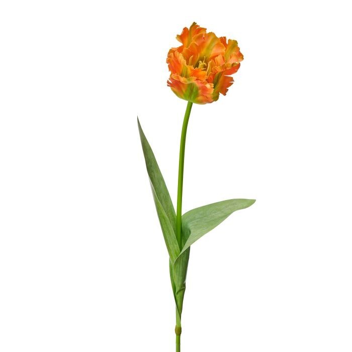 Soft Touch Parrot Tulip 28"