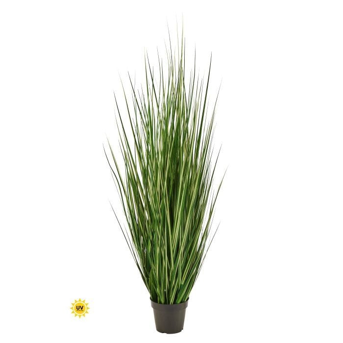 60" Uv Ptd Variegated Grass