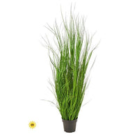 Uv Ptd Fountain Grass 60