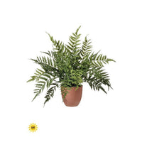 Ptd Uv Natural Tch Leather Fern 19