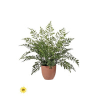 Ptd Uv Natural Tch Maiden Fern 19