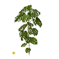 Uv Monstera Vine X16 48