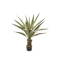 Potted Agave Plant 38