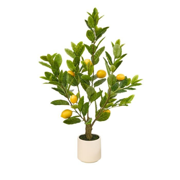 Potted Tuscan Lemon Tree X132 3'