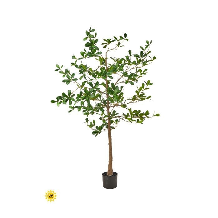 Uv Ptd Almond Tree X629 5'