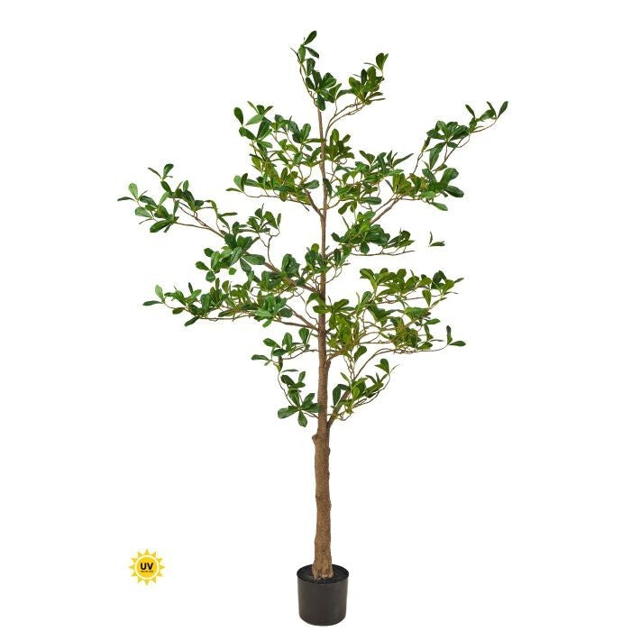 Uv Ptd Almond Tree X816 6'