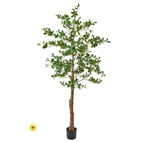 Uv Ptd Almond Tree 8'