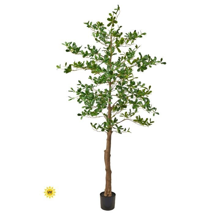Uv Ptd Almond Tree 8'