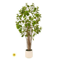 Uv Potted Smoke Tree X531 5' Kd