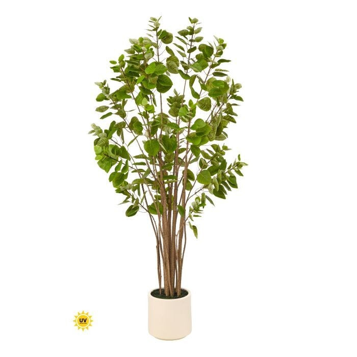 Uv Potted Smoke Tree X531 5' Kd