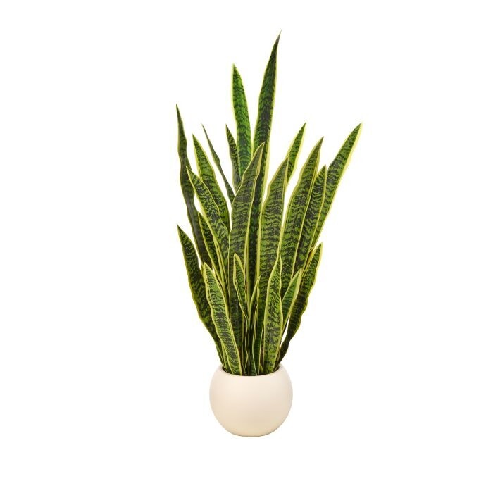 53" Potted Sansevieria Plant