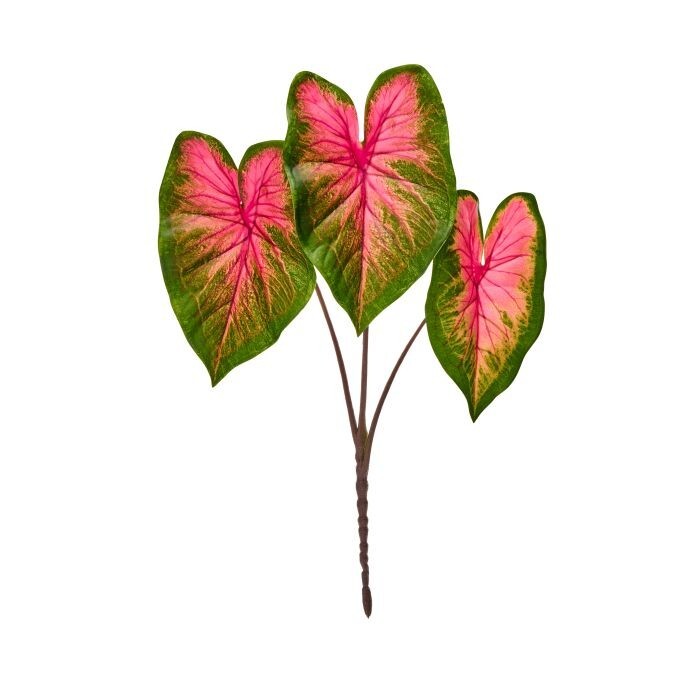 21" Pe Caladium Plant X3