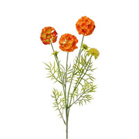 Scabiosa Pod Spray X4 +Buds 24