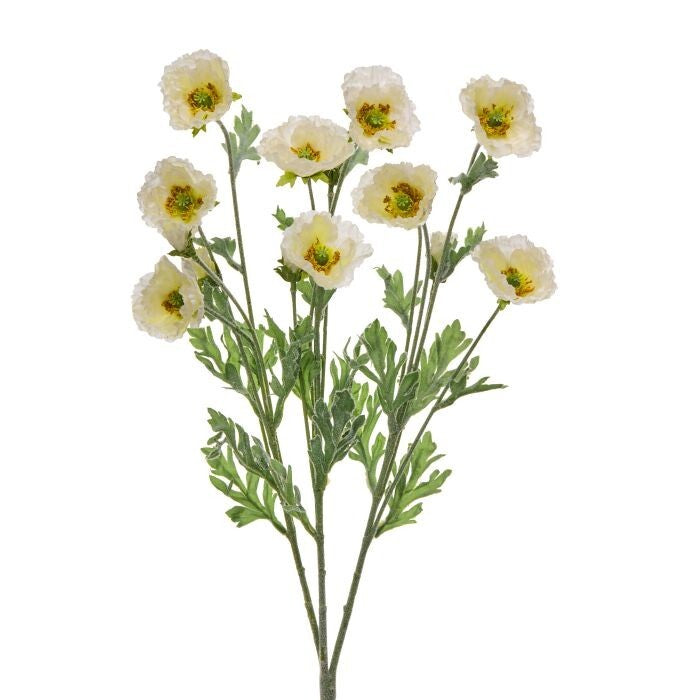 Cosmos Bush X3 20"
