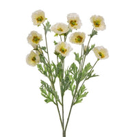 Cosmos Bush X3 20