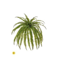 Uv Jumbo Boston Fern 45