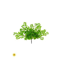 Uv Maidenhair Fern 17
