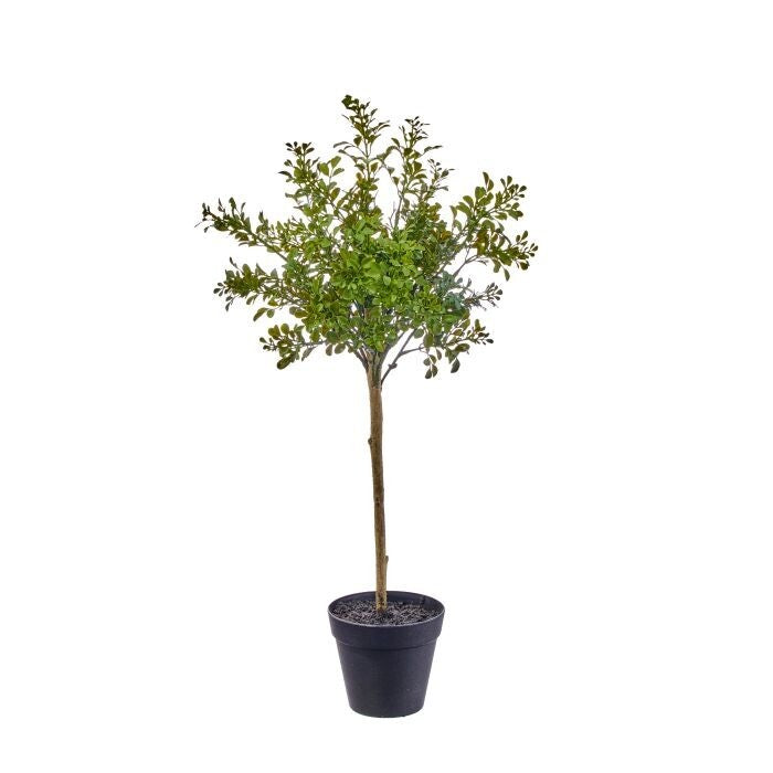 25" Pl Uv Potted Milano Boxwood Topiary