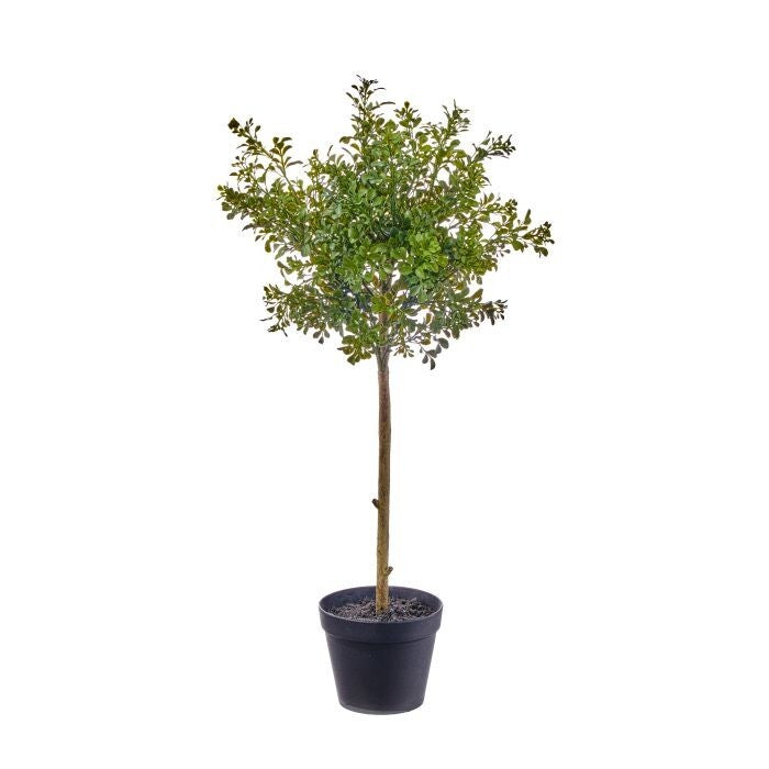 31" Pl Uv Potted Milano Boxwood  Topiary