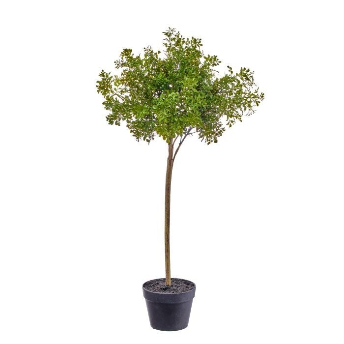 35.5" Pl Uv Potted Milano Boxwood  Topiary