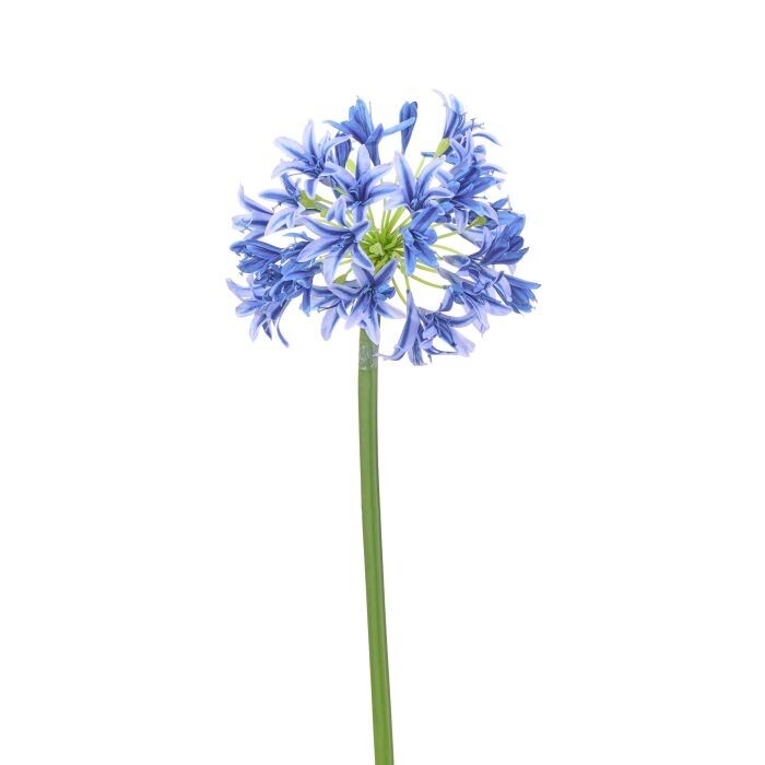 31" Grande Agapanthus