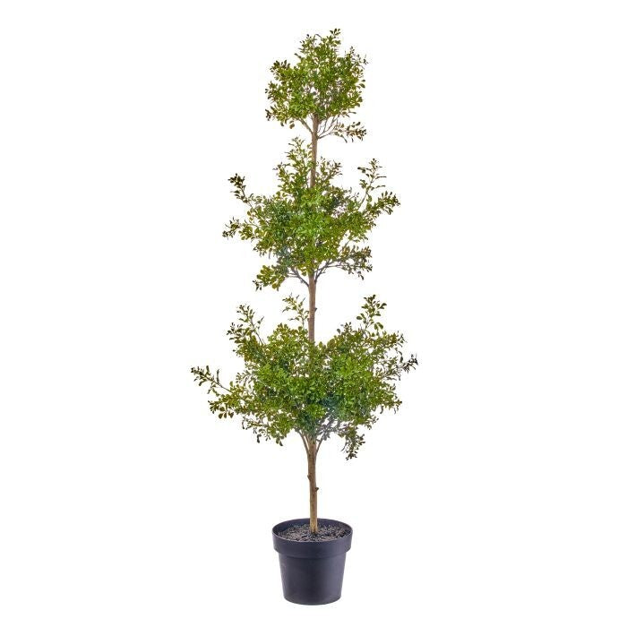 58" Ptd.Pl.Uv Milano Boxwood Topi X3