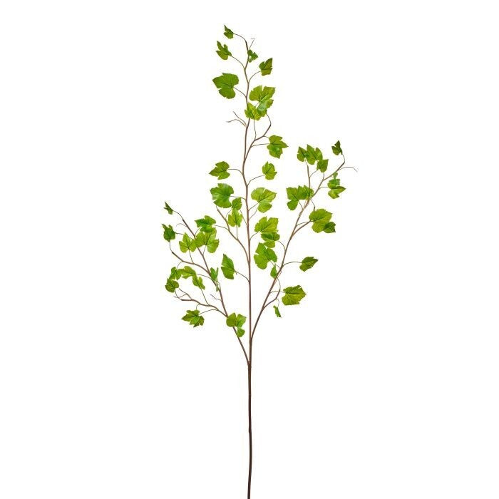 53" Dwarf Grapeivy Vine X3