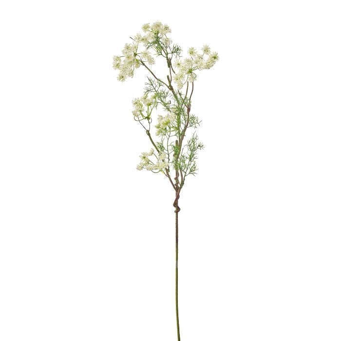 35" Pl.Country Queen Ann Lace Vine X 8