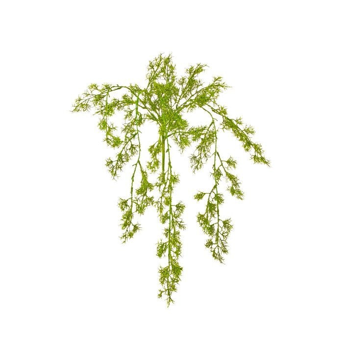 32" Pl. Mossed Asparagus Fern Vine