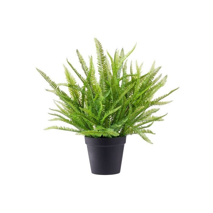 35" Plast. Uv Kimberley Fern N 11"D Pot
