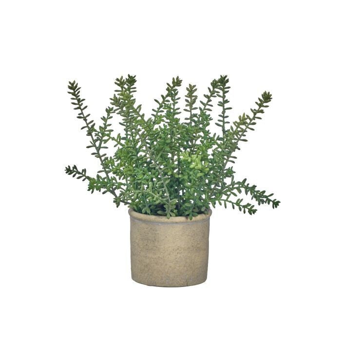 12" Ptd. Plast. Sedum Plant