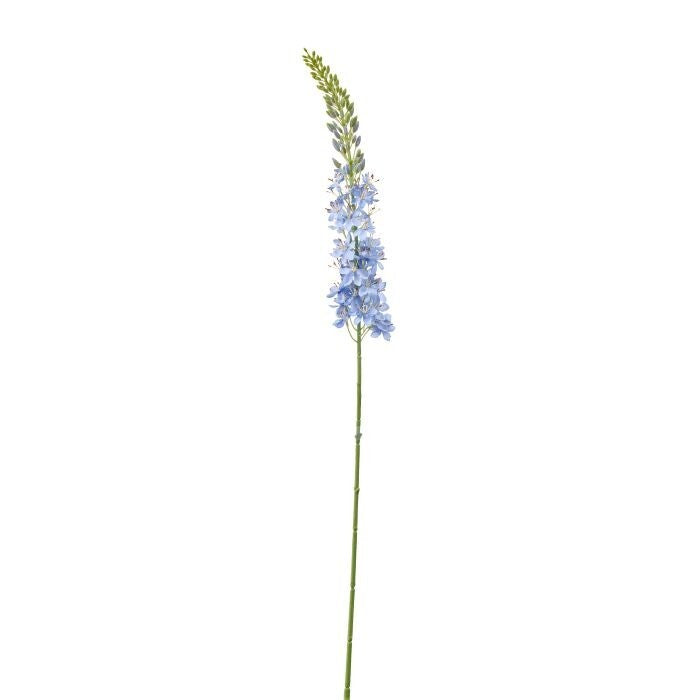 36" Lupine Stalk