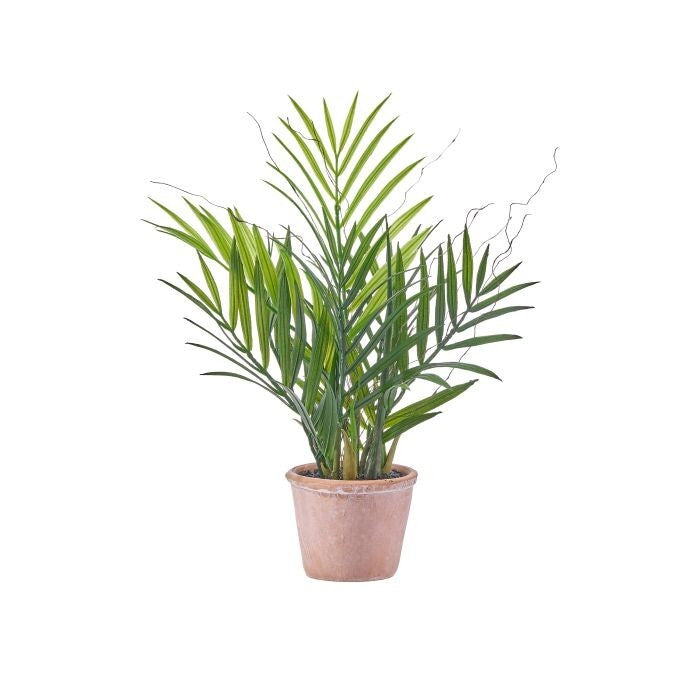 11" Ptd Areca Palm Plant