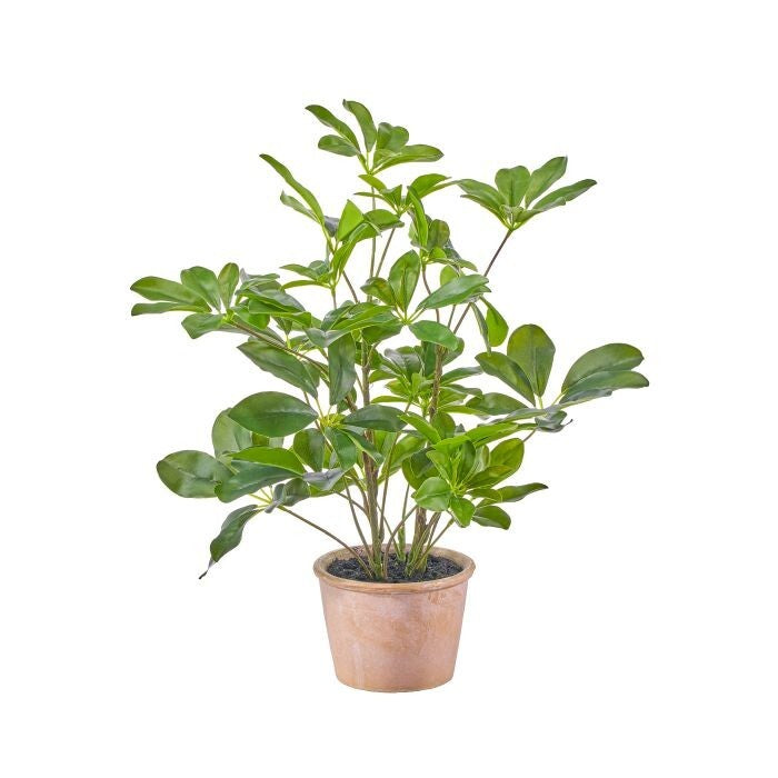 17" Ptd Pe Schefflera Plant
