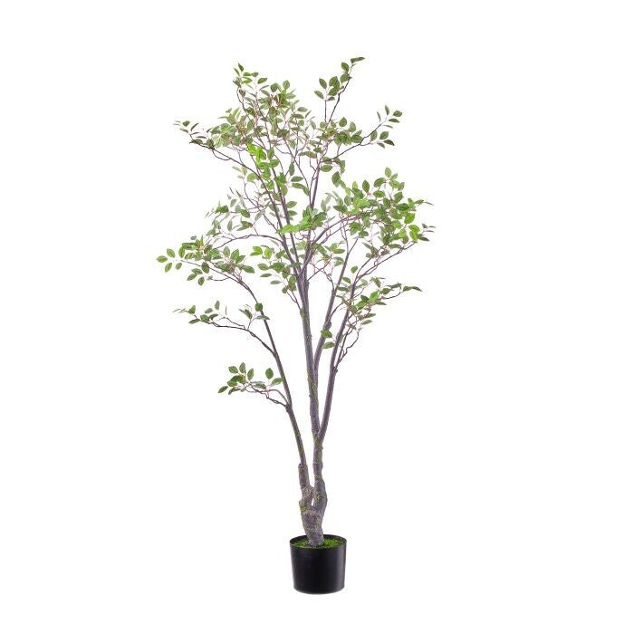 5' Uv Ptd Black Gum Tree X736