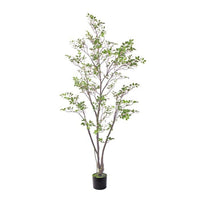 7' Uv Ptd Black Gum Tree X