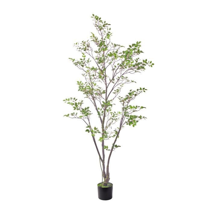 7' Uv Ptd Black Gum Tree X