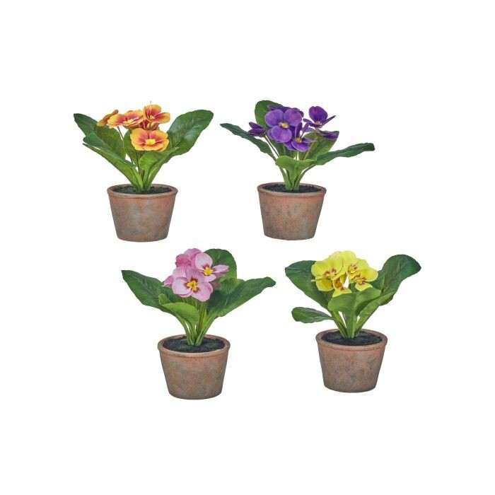 9" Potted Primrose Plant 4As