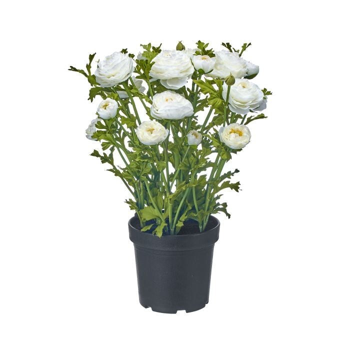 20" Ptd Uv Ranunculus Plant
