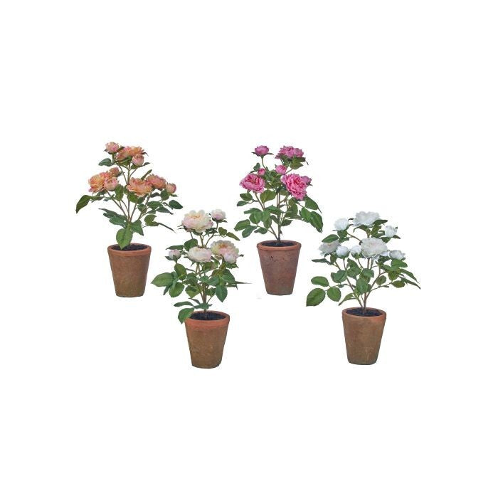 13.5" Ptd Uv Dana Rose Plant 4As