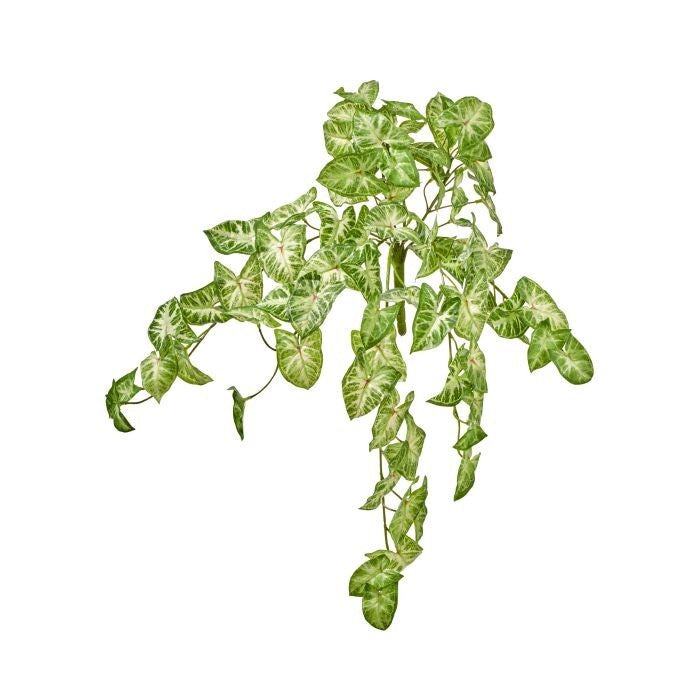 26" Uv Pe Hanging Syngonium  Plant