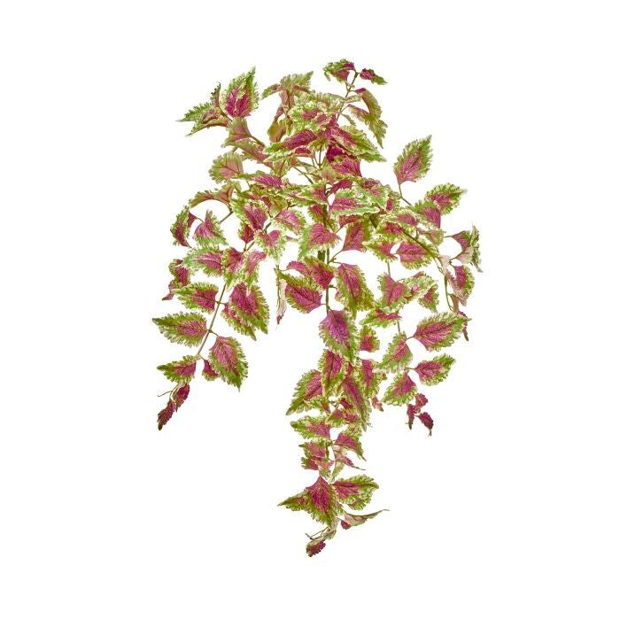 30" Uv Pe Hanging Coleus Plant